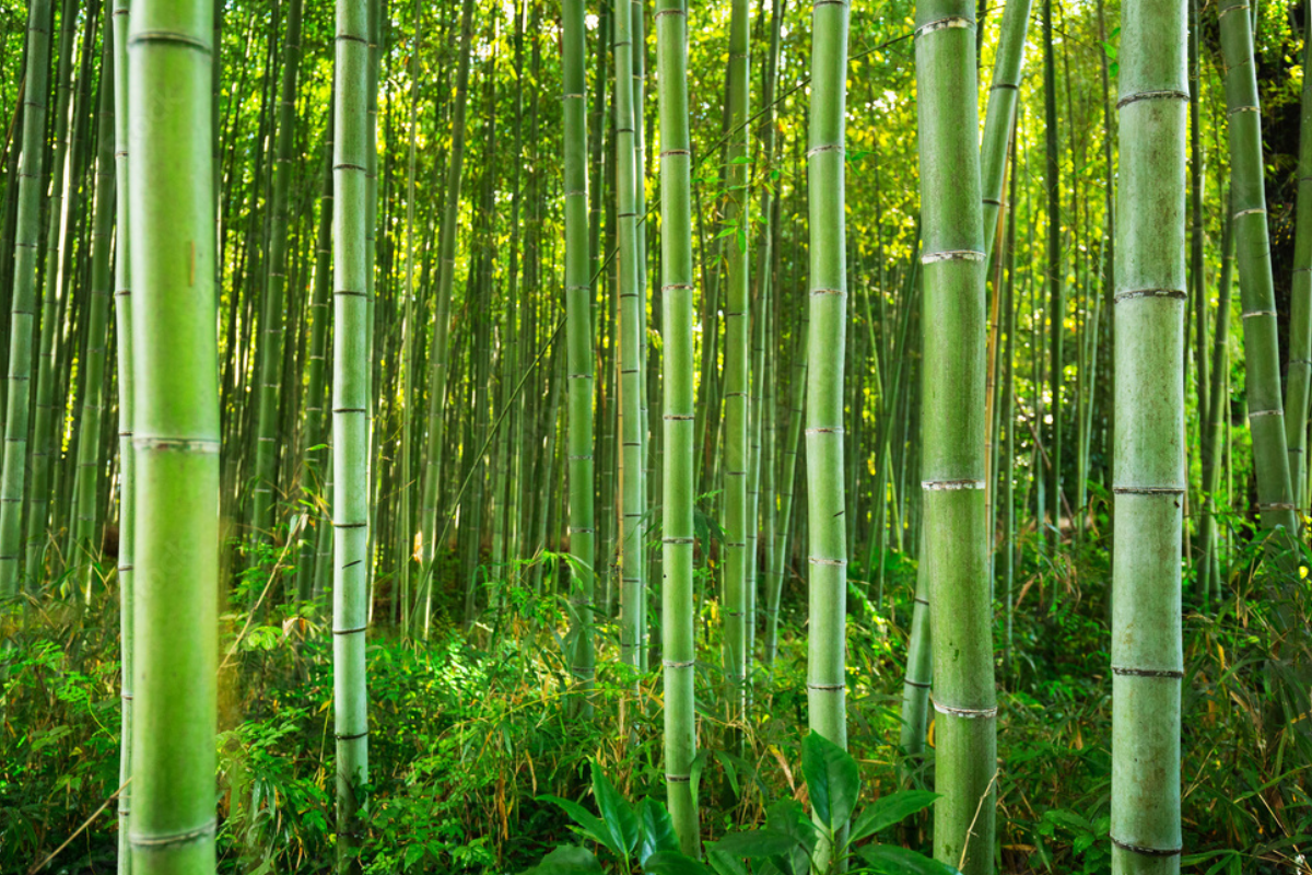 7 Bamboo Plant Benefits You Should Know About